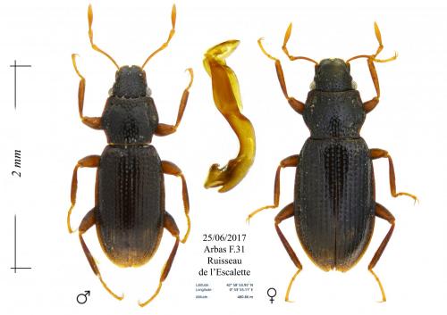 Réf. 189 486 : Hydraena gracilis